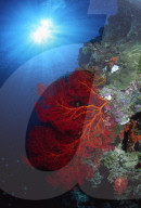 FEATURE: Beeindruckende Unterwasser-Welt in Palau