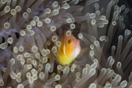 FEATURE: Beeindruckende Unterwasser-Welt in Palau