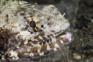 FEATURE: Beeindruckende Unterwasser-Welt in Palau