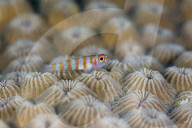 FEATURE: Beeindruckende Unterwasser-Welt in Palau