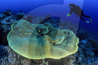 FEATURE: Beeindruckende Unterwasser-Welt in Palau