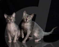 FEATURE: Das Werwolf-Kätzchen Lykoi
