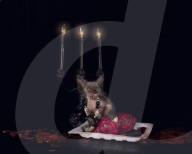 FEATURE: Das Werwolf-Kätzchen Lykoi