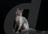 FEATURE: Das Werwolf-Kätzchen Lykoi