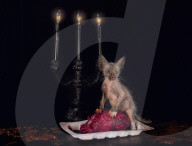 FEATURE: Das Werwolf-Kätzchen Lykoi