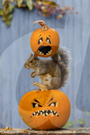 FEATURE: Halloween-Spass für ein Eichhörnchen