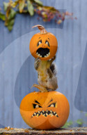 FEATURE: Halloween-Spass für ein Eichhörnchen