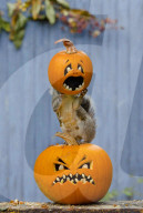 FEATURE: Halloween-Spass für ein Eichhörnchen