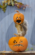 FEATURE: Halloween-Spass für ein Eichhörnchen