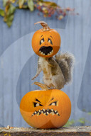 FEATURE: Halloween-Spass für ein Eichhörnchen