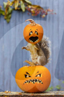 FEATURE: Halloween-Spass für ein Eichhörnchen