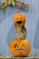FEATURE: Halloween-Spass für ein Eichhörnchen