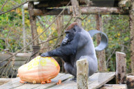 FEATURE: Gorilla spielt mit einem Halloween-Kürbis