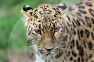 FEATURE: Löwen und Leos im Labem Zoo in Tschechien