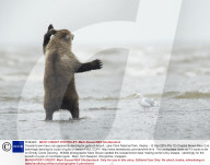 FEATURE - Hier tanzt der Bär