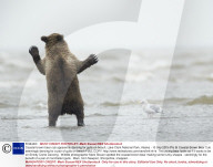 FEATURE - Hier tanzt der Bär