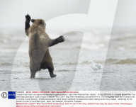 FEATURE - Hier tanzt der Bär