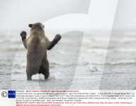 FEATURE - Hier tanzt der Bär