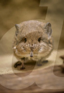 FEATURE - Ein Rüsselspringer zieht in den Chester Zoo 