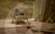 FEATURE - Ein Rüsselspringer zieht in den Chester Zoo 