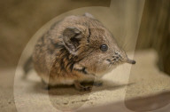 FEATURE - Ein Rüsselspringer zieht in den Chester Zoo 