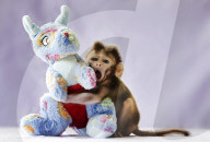 FEATURE - Rhesusaffen-Baby Ronnie im Zoo in Pilton