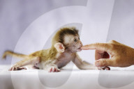 FEATURE - Rhesusaffen-Baby Ronnie im Zoo in Pilton