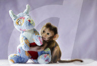 FEATURE - Rhesusaffen-Baby Ronnie im Zoo in Pilton