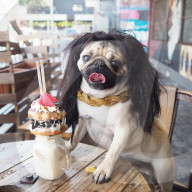 FEATURE - Der Mops Homer Pugalicious und sein aufregender Alltag