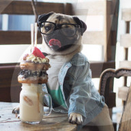 FEATURE - Der Mops Homer Pugalicious und sein aufregender Alltag