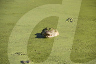 FEATURE - Australien: Der Douglas Crocodile Park in Broome