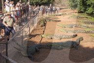 FEATURE - Australien: Der Douglas Crocodile Park in Broome