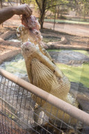 FEATURE - Australien: Der Douglas Crocodile Park in Broome