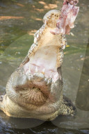 FEATURE - Australien: Der Douglas Crocodile Park in Broome
