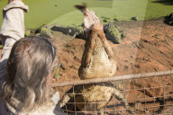 FEATURE - Australien: Der Douglas Crocodile Park in Broome