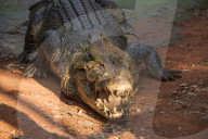 FEATURE - Australien: Der Douglas Crocodile Park in Broome