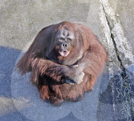 FEATURE - Orang-Utan Ramon der talentierte Maler
