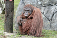 FEATURE - Orang-Utan Ramon der talentierte Maler
