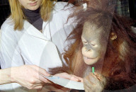 FEATURE - Orang-Utan Ramon der talentierte Maler