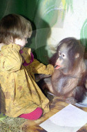 FEATURE - Orang-Utan Ramon der talentierte Maler