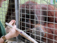 FEATURE - Orang-Utan Ramon der talentierte Maler