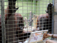FEATURE - Orang-Utan Ramon der talentierte Maler