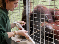 FEATURE - Orang-Utan Ramon der talentierte Maler
