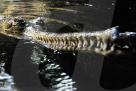 FEATURE - Gefrässiger Gavial wird mit Fischen gefüttert