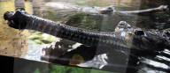 FEATURE - Gefrässiger Gavial wird mit Fischen gefüttert