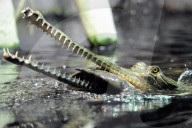 FEATURE - Gefrässiger Gavial wird mit Fischen gefüttert