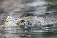 FEATURE - Gefrässiger Gavial wird mit Fischen gefüttert