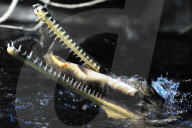 FEATURE - Gefrässiger Gavial wird mit Fischen gefüttert