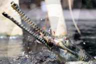 FEATURE - Gefrässiger Gavial wird mit Fischen gefüttert