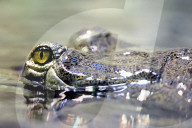 FEATURE - Gefrässiger Gavial wird mit Fischen gefüttert